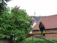 Oberarnbach-16